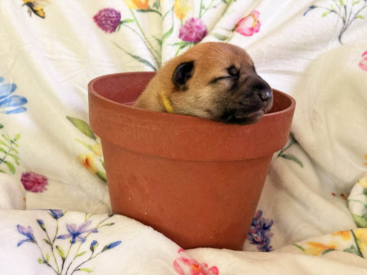 chinook puppy